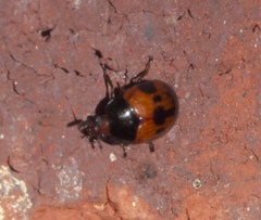 Diaperis nigronotata
