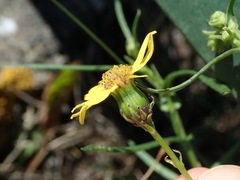 Senecio inaequidens