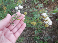 Dalea multiflora