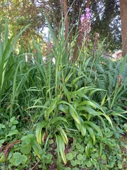 Dactylorhiza foliosa