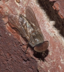 Striped Horse Fly