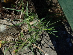 Senecio inaequidens