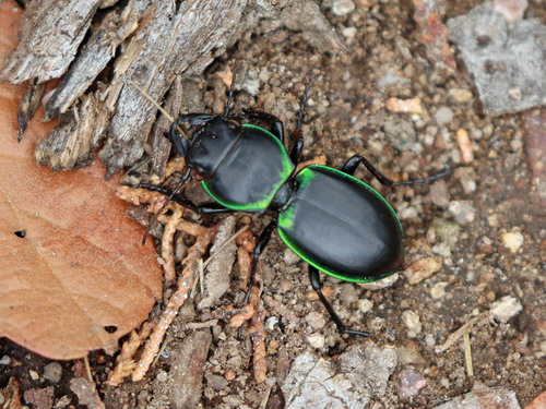 Pasimachus viridans LeConte, 1858