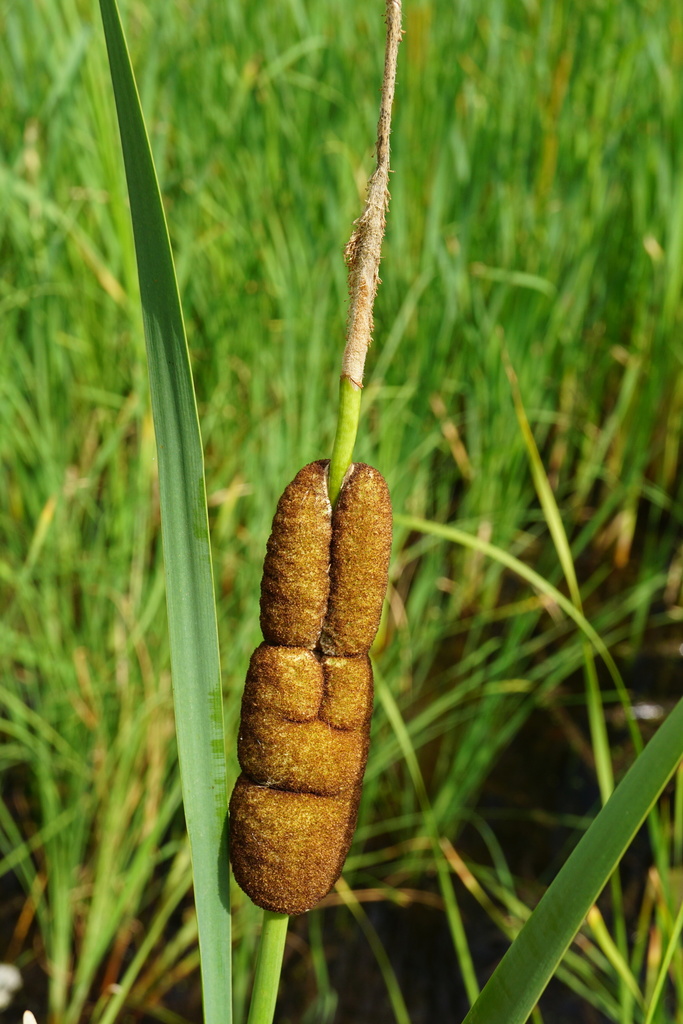 Smirnov's Cattail