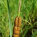 Smirnov's Cattail - Photo (c) Patrick Hacker, some rights reserved (CC BY), uploaded by Patrick Hacker