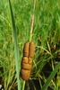 Smirnov's Cattail - Photo (c) Patrick Hacker, some rights reserved (CC BY), uploaded by Patrick Hacker