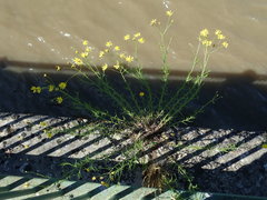 Senecio inaequidens