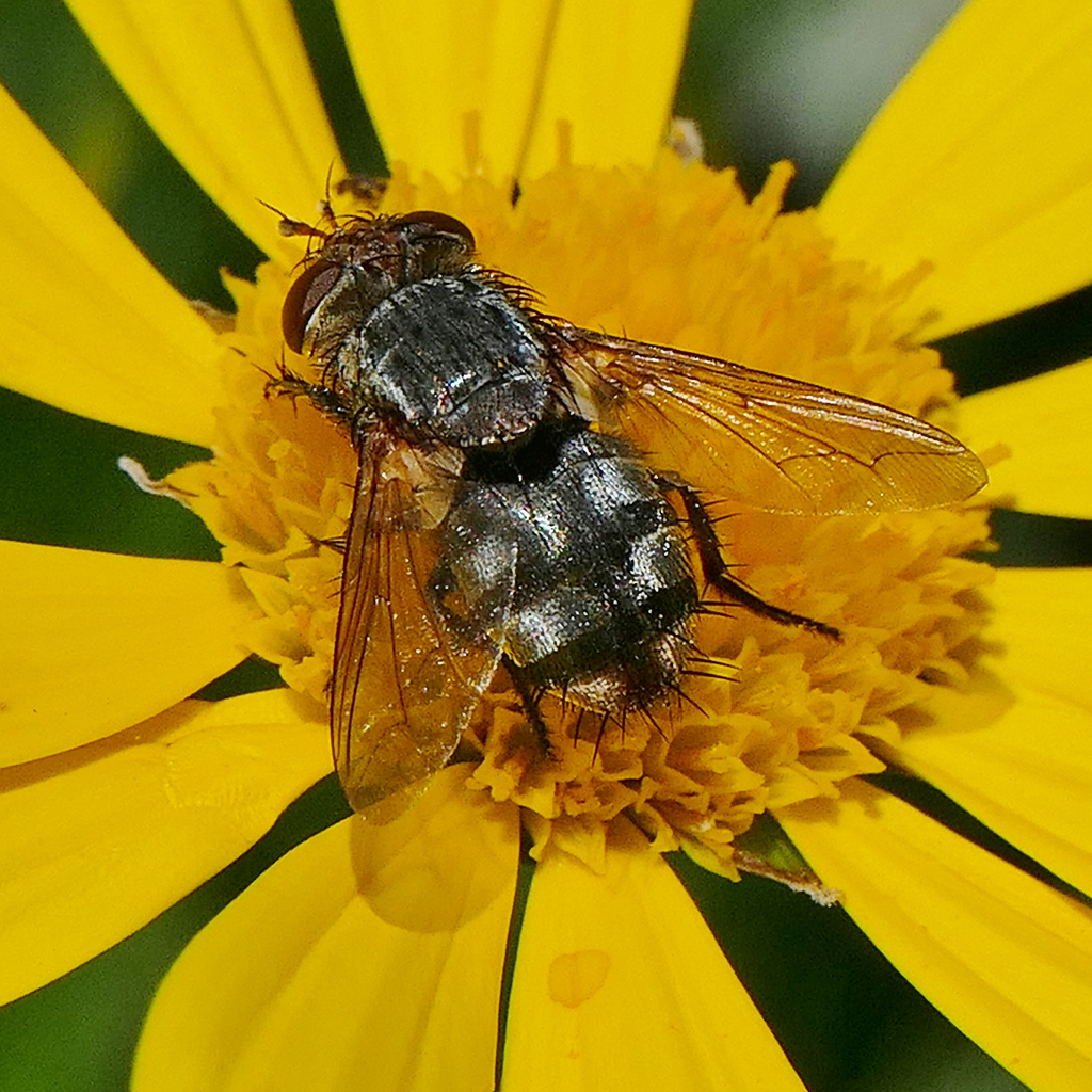 Archytas marmoratus