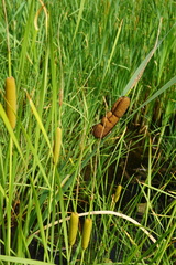 Typha × smirnovii