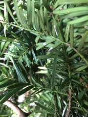 Pulvinaria floccifera