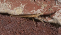 Pnirontis modesta