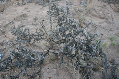 Antimima dasyphylla