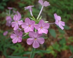 Phlox carolina