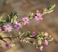 Antimima dasyphylla