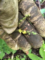 Agrimonia rostellata