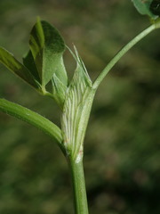 Trifolium pratense
