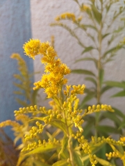 Solidago gigantea