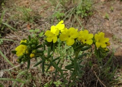 Lithospermum cobrense