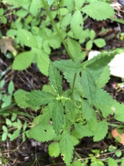 Agrimonia rostellata