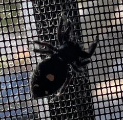 Phidippus audax