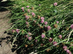 Trifolium pratense