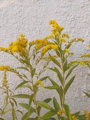Solidago gigantea