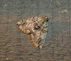 Hydriomena transfigurata