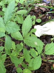 Agrimonia rostellata