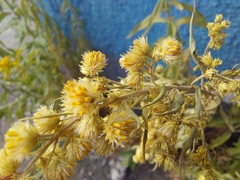 Solidago gigantea