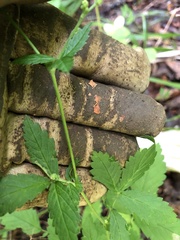 Agrimonia rostellata