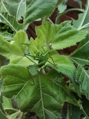 Leptophyes punctatissima