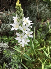Ornithogalum narbonense