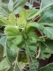 Leptophyes punctatissima