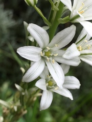Ornithogalum narbonense