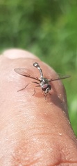 Dioprosopa clavata