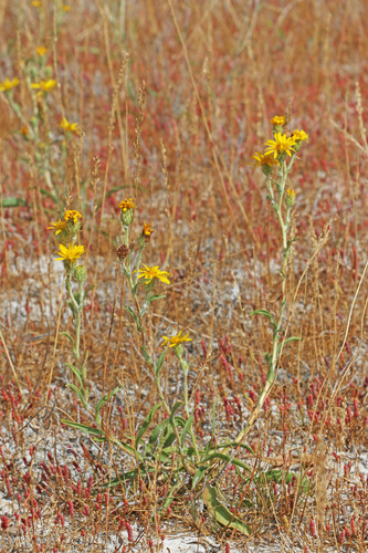 lanceleaf goldenweed (Pyrrocoma lanceolata var. lanceolata)