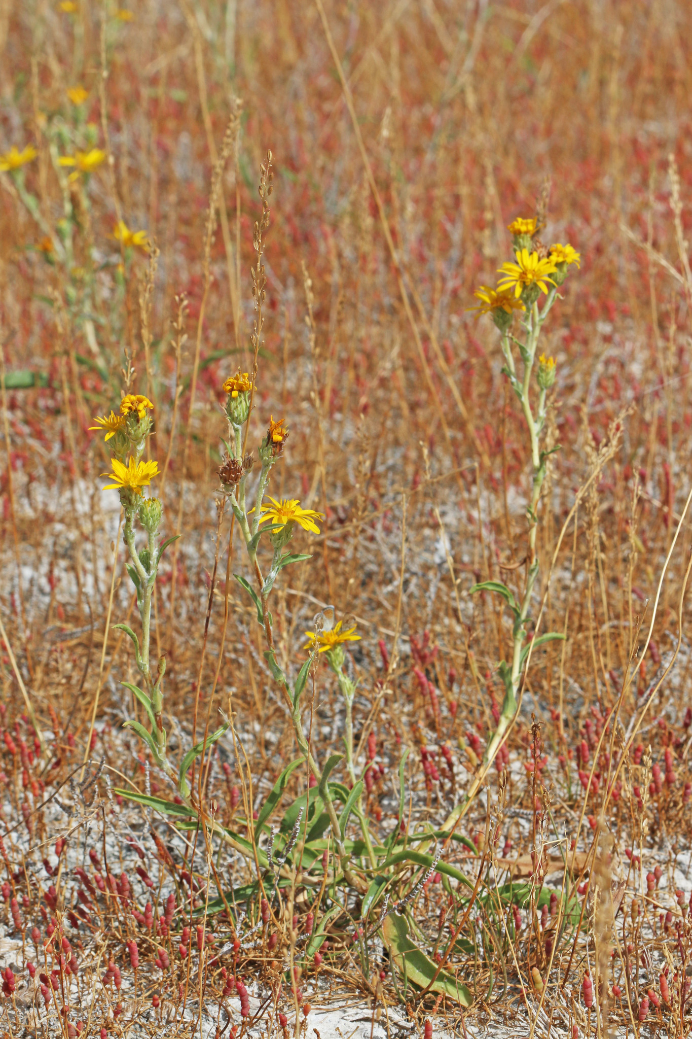 Pyrrocoma lanceolata