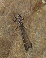 Cordulephya pygmaea