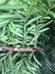 Pulvinaria floccifera