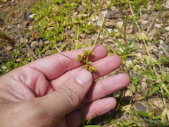 Cyperus surinamensis