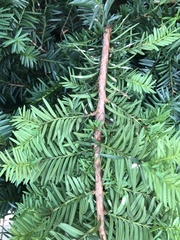 Pulvinaria floccifera