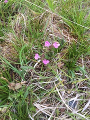 Pedicularis sylvatica