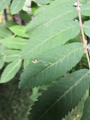 Stigmella sorbi
