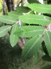 Stigmella sorbi