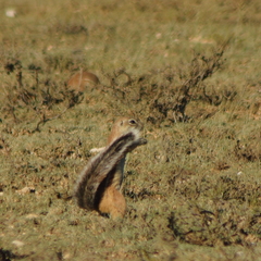 Geosciurus inauris