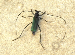 Pseudodeltaspis cyanea