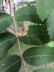 Stigmella sorbi