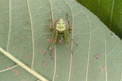 Araneus unanimus