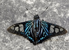 Phocides belus