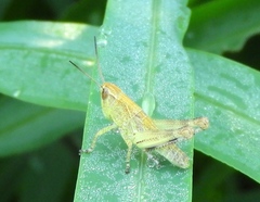 Boopedon flaviventris